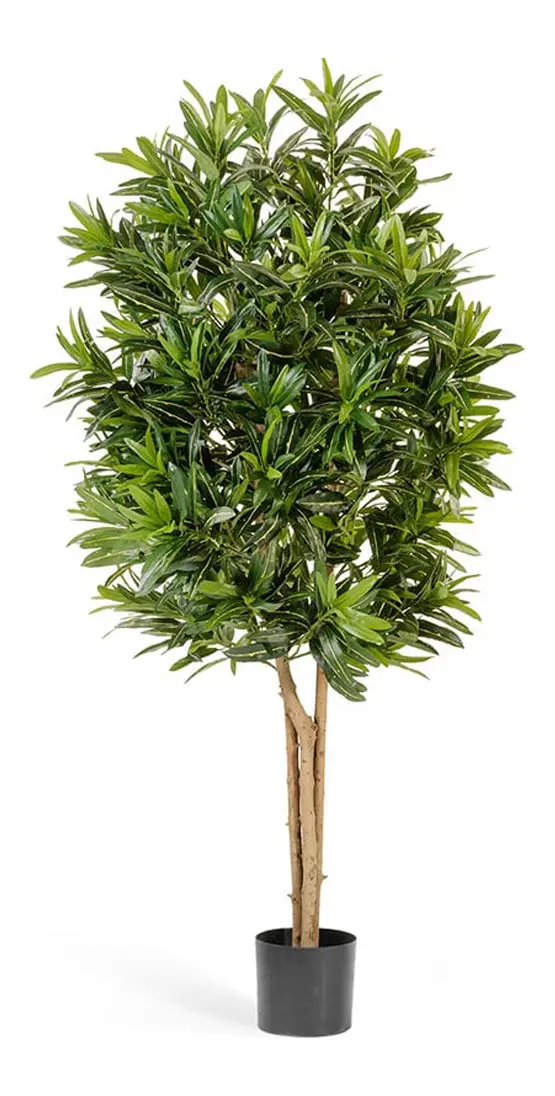 Treez Collection Кротон Голдфингер