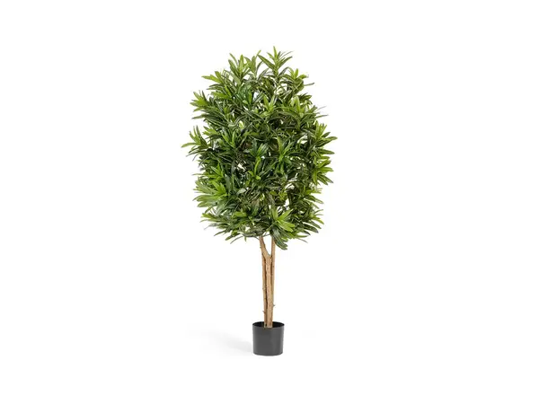 Treez Collection Кротон Голдфингер