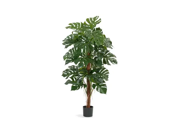Treez Collection Монстера на стволе